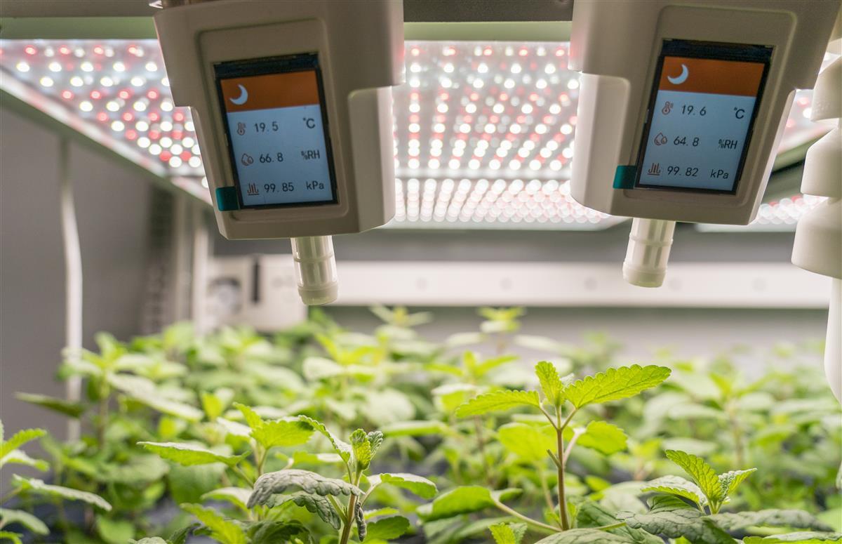 光谷企業創新研發'植物工廠' 以LED燈為'太陽'，驅動基礎軟件服務新生態